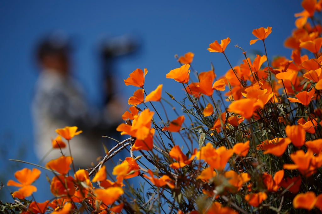(Gregory Bull | Associated Press) A photographer passes behind wildflowers in bloom Monday, March 18, 2019, in Lake Elsinore, Calif. About 150,000 people flocked over the weekend to see this year's rain-fed flaming orange patches of poppies lighting up the hillsides near Lake Elsinore, a city of about 60,000 residents. The crowds became so bad Sunday that Lake Elsinore officials closed access to poppy-blanketed Walker Canyon. By Monday the #poppyshutdown announced by the city on Twitter was over and the road to the canyon was re-opened.