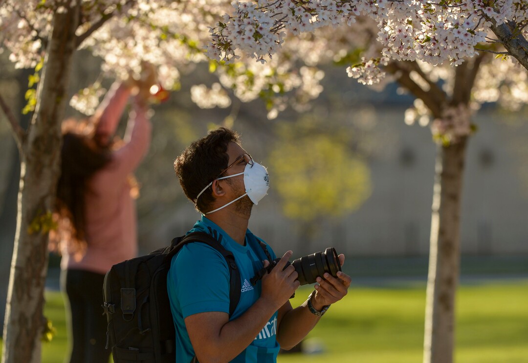 (Leah Hogsten  |  The Salt Lake Tribune) Friday's sunshine and fresh air brought many visitors to the Capitol grounds to walk under the blossoming Yoshino cherry trees that line the .7 mile Memorial Walkway encircling Capitol Hill, April 10, 2020.