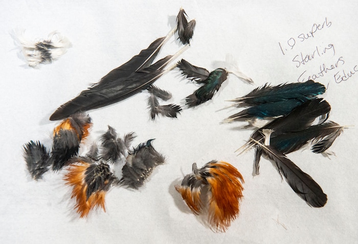 (Rick Egan  |  The Salt Lake Tribune)    Starling feathers on display in the Necropsy room, in the Hogle Zoo Animal Health Center. Saturday, March 16, 2019.


