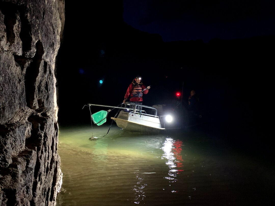 (Judy Fahys  |  InsideClimate News) The U.S. Geological SurveyÕs Grand Canyon Research and Monitoring Center runs three scientific trips each year to keep track of humpback chub and other fish species. Here, Clay Nelson is using a floodlight to find stunned fish and retrieve them at a sampling site on the main Colorado downstream from the Little Colorado River. Scientific findings are being used to help guide Colorado River operations.