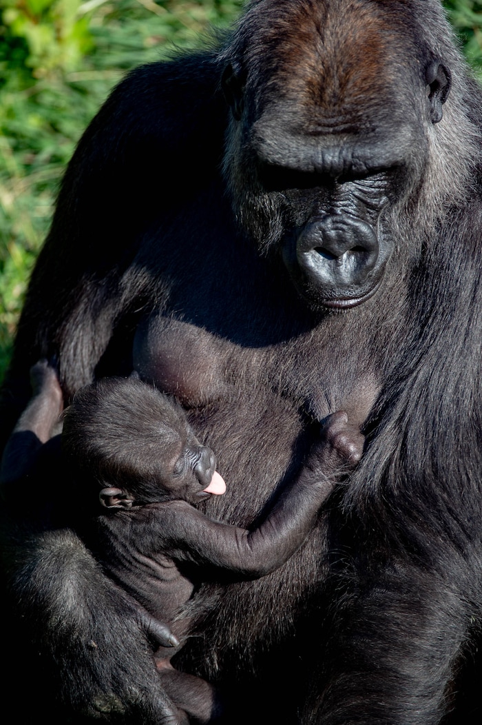 (Francisco Kjolseth  |  The Salt Lake Tribune) Hogle Zoo is introducing new babies, including two baby leopards and a baby gorilla, born in July, held by mother Jabali, who will be named by whoever makes the highest bid at the zoo's annual fund-raiser on Sept. 10 — which will be virtual this year.