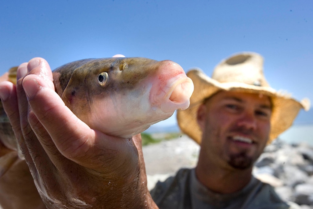 (Paul Fraughton | Tribune file photo) Chad Landress, a biologist with the Utah Division of Wildlife Resources, holds a June sucker.