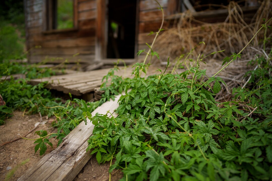 (Trent Nelson  |  The Salt Lake Tribune) Wild hops in Empire Canyon, Park City on Wednesday, June 8, 2022.