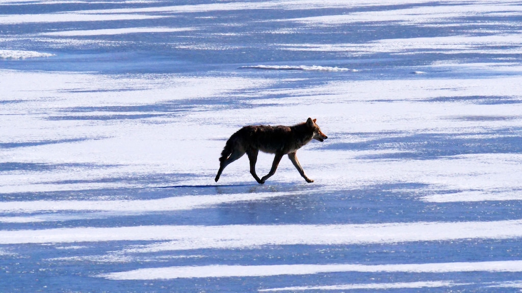 (Rick Bowmer | AP) A coyote travels across ice formed on the Great Salt Lake Monday, Jan. 31, 2022, on Antelope Island. Since 2012, Utah wildlife officials have paid a $50 bounty on coyotes. An unknown portion of those taxpayer-funded bounties are paid on coyotes taken in controversial killing contests, that critics blast as an insult to Utah's wildlife heritage.