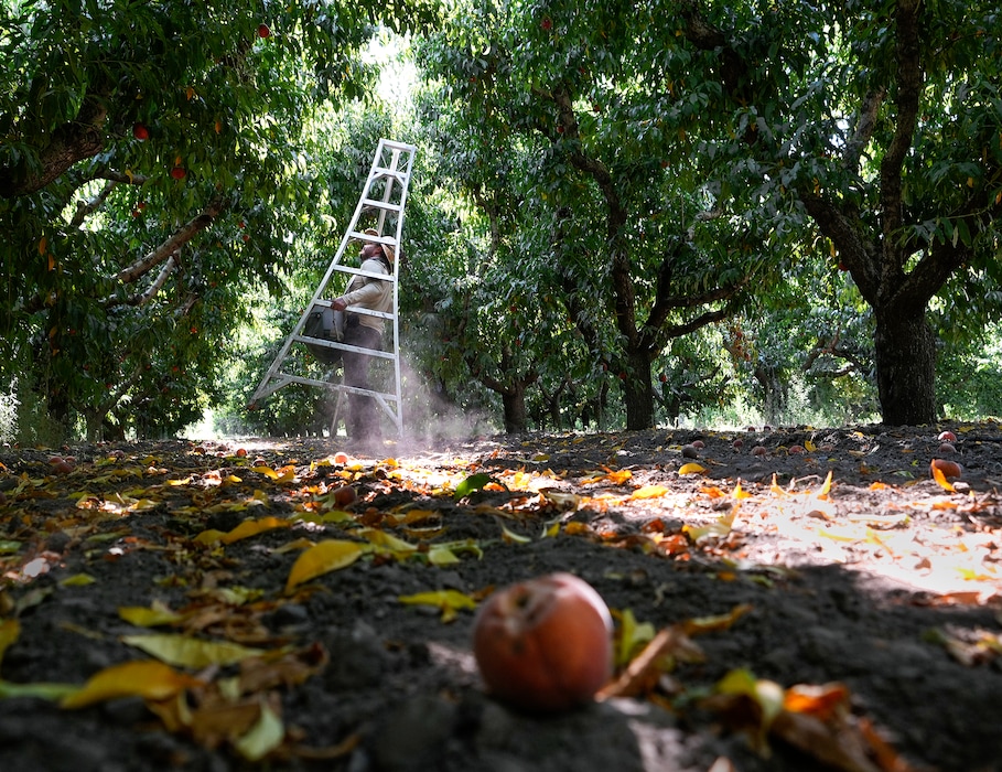 (Leah Hogsten | The Salt Lake Tribune) Jose Salud Ibarra Diaz, a longtime H-2A farm worker for Steve Pettingill, picks peaches, Thursday, July 28, 2022. 
