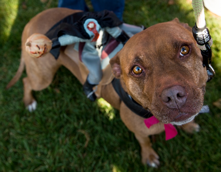 (Leah Hogsten  |  The Salt Lake Tribune) A Staffordshire pit bull wears a Headless Horseman costume at an annual charity walk that raises money for homeless pets.