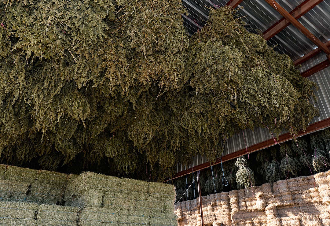 (Francisco Kjolseth  |  The Salt Lake Tribune)  Hemp plant material with very low (or virtually no) THC content is dried at the end of the season at Harward Farms near Spanish Fork, Utah. Long time farmer Jud Harward is wrapping up his first season of industrial hemp growing, willing to take on the challenge that has been a struggle for many farmers, as he commits to 10 acres to the expensive process to see how it goes.