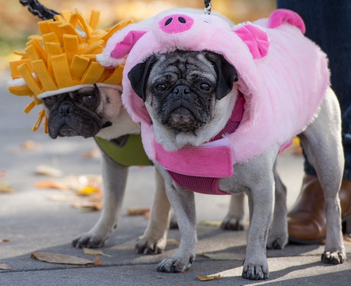 (Leah Hogsten  |  The Salt Lake Tribune) l-r Snoopy appears to be a little apprehensive about being dressed as a lion, although Lucy, his companion doesn't seem to mind being dressed as a pig for the 7th annual Howl-o-ween Pet Costume Contest at the Downtown Farmers Market. Proceeds from the 20 contestants go to the Humane Society and a local animal shelter. 