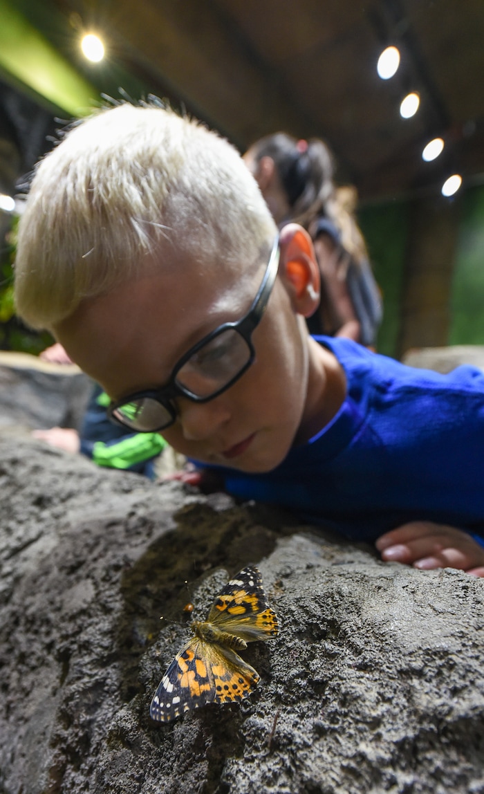 (Francisco Kjolseth  |  The Salt Lake Tribune)  Knox Allphin, 4, of Orem gets a closer look as the Loveland Living Planet Aquarium gets ready to put on display 650 Painted Lady butterflies as part of their Journey to South America gallery which opens to the public on Friday. In the Spring they plan to add more species to the exhibit.