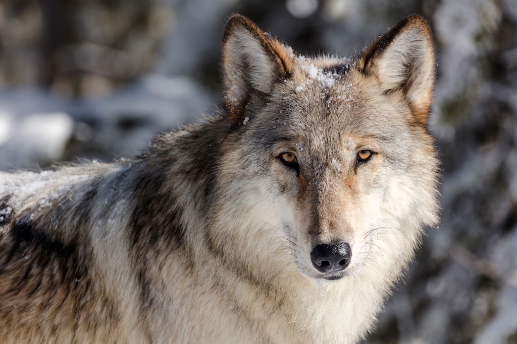 (Jacob W. Frank/National Park Service via AP)

This Nov. 7, 2017, photo provided by the National Park Service shows a wolf in Yellowstone National Park, Wyoming.