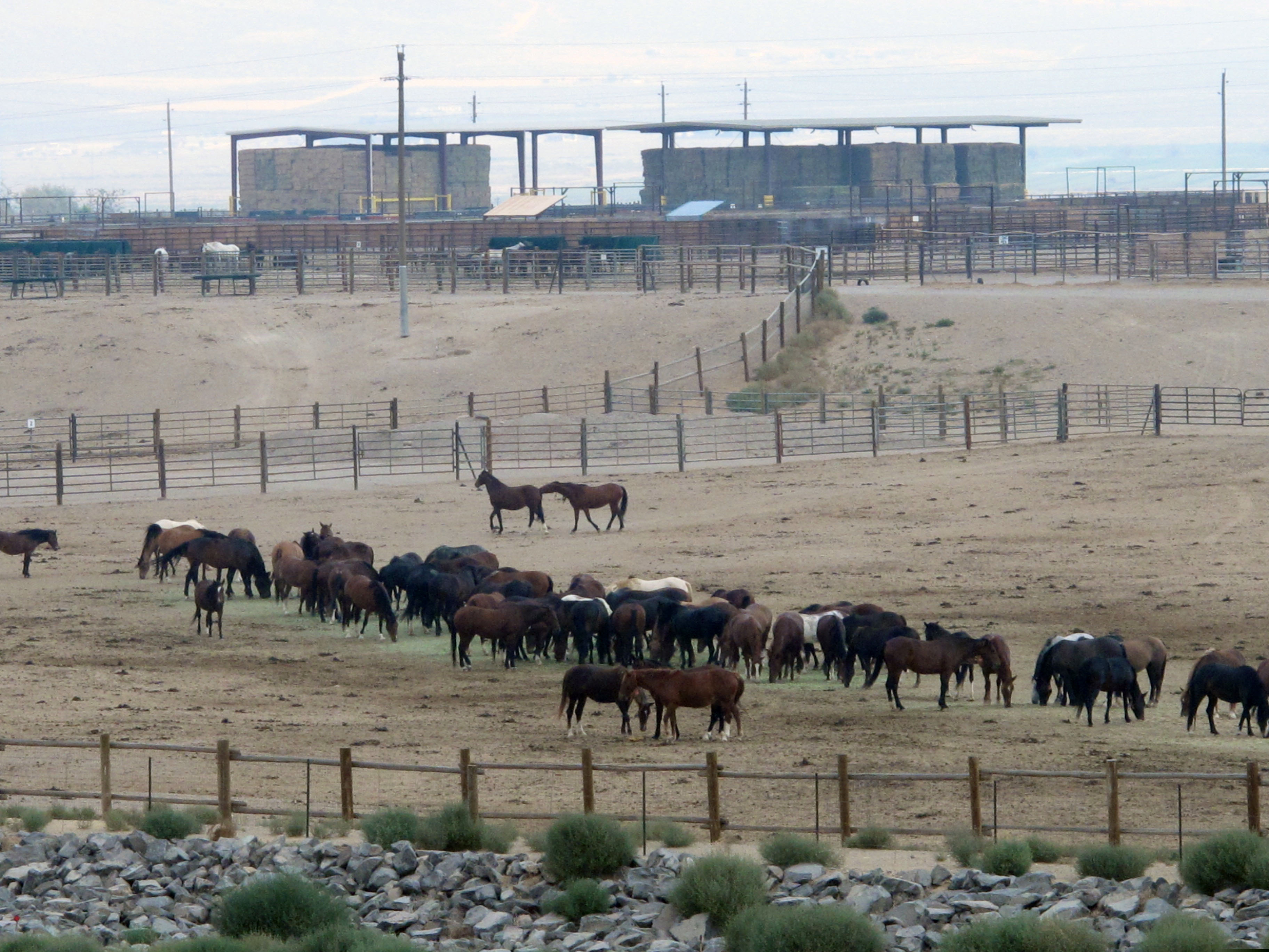 (Scott Sonner | AP file photo) In this Sept. 4, 2013, file photo, mustangs recently captured on federal rangeland roam a corral at the U.S. Bureau of Land Management's holding facility north of Reno, in Palomino, Nev. Two House committee chairmen are trying to put the brakes on money for a new Trump administration proposal to accelerate the capture of 130,000 wild horses across the West over the next 10 years.