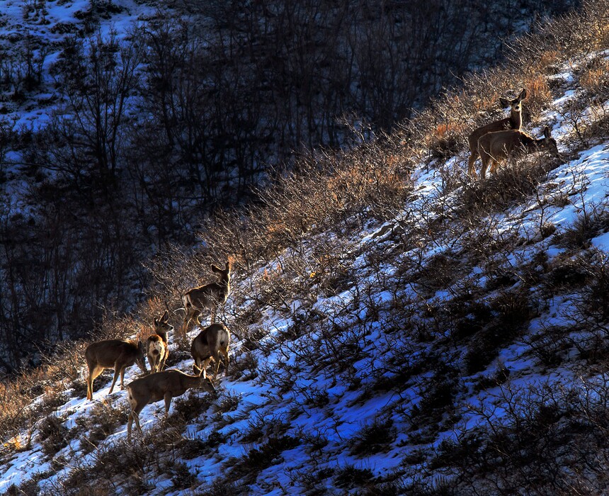 (Steve Griffin  |  The Salt Lake Tribune)  Mule deer stand in a sliver of morning sunshine as they graze in Emigration Canyon in Salt Lake City Monday March 19, 2018.