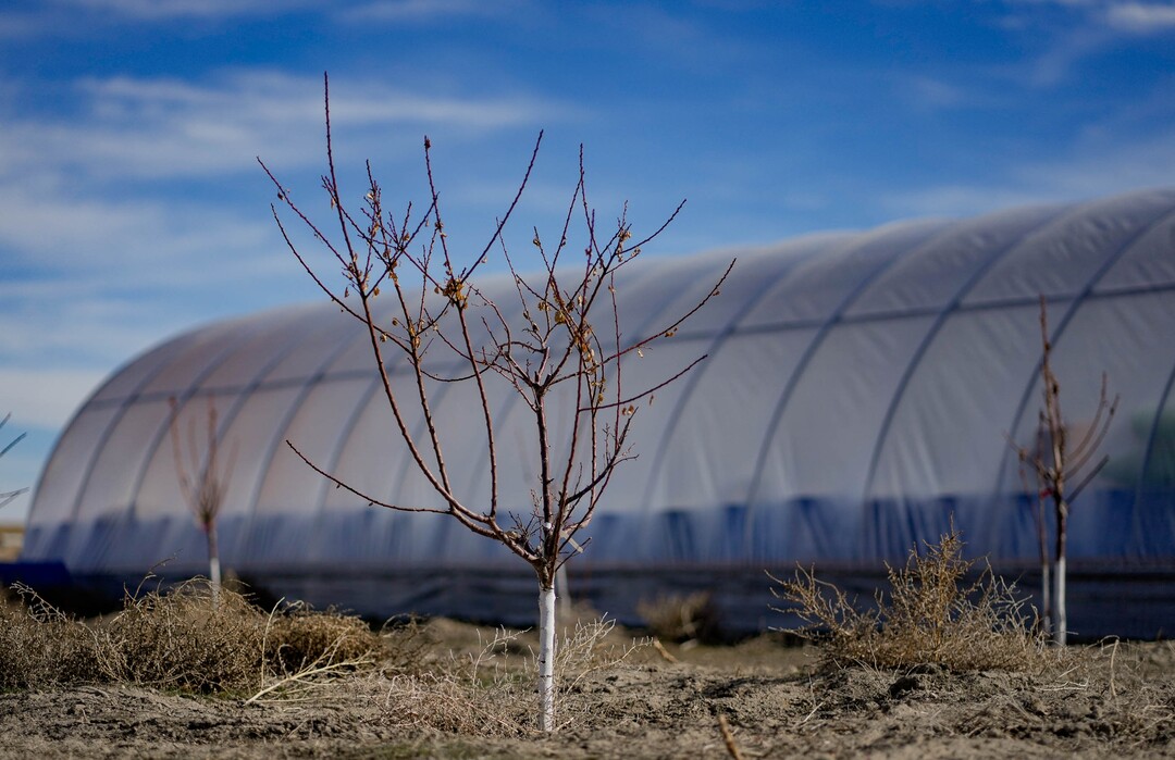 (Francisco Kjolseth  |  The Salt Lake Tribune) New fruit trees begin their growth, pictured on Saturday, Feb. 17, 2024, at Riverbed Ranch where members have been creating their plan towards self-reliance on 2-acre plots of land in the western Utah desert. 