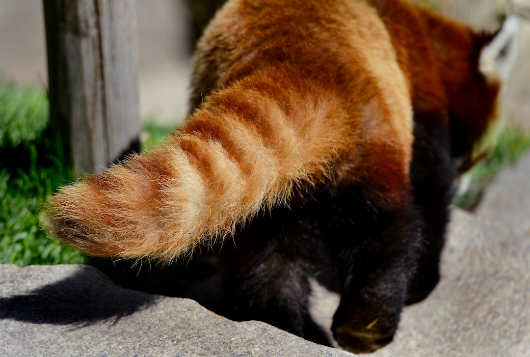 (Steve Griffin  |  The Salt Lake Tribune) A red panda checks out its new exhibit as the Hogle Zoo adds two red pandas to its permanent exhibit in Salt Lake City Friday May 4, 2018.  The 3 1/2 year-old male and the seven year-old female will make Hogle Zoo their permanent home after arriving from their previous home at Reid Park Zoo in Tucson, AZ. Red pandas are also called lesser pandas and live in the mountainous areas of Nepal and southwestern China. Their diet consists mostly of bamboo.