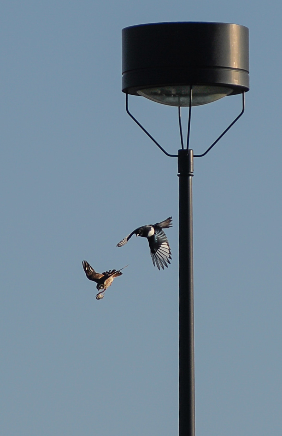 (Francisco Kjolseth  |  The Salt Lake Tribune)  A kestrel carries part of a bird wing as it is pestered by a magpie before later losing its prize to a red tailed hawk while members of the Audubon society witness it through binoculars. The group was counting birds as part of the annual survey, now its 119th year, done by multiple members across Utah.