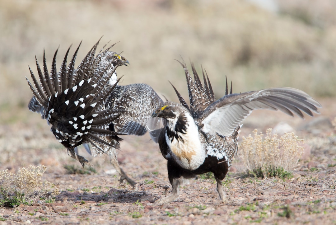 Rick Egan  |  The Salt Lake TribuneTwo Sage-Grouse fight for dominance, while strutting on a lek in the Parker Mountain area, near Loa, Utah, Friday, April 22, 2016.