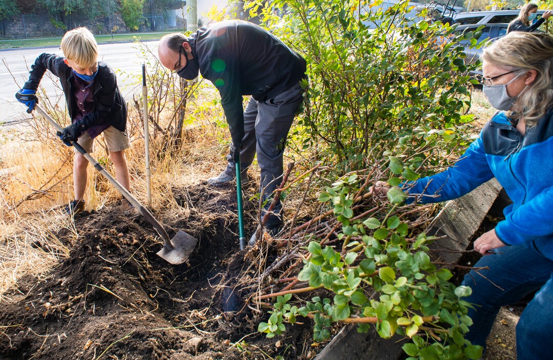 (Rick Egan  |  The Salt Lake Tribune)     Jared, Ladd and Kristine Schiess remove a plant on the property of an old drug store on 200 South in Salt Lake, on Friday, Oct. 23, 2020.