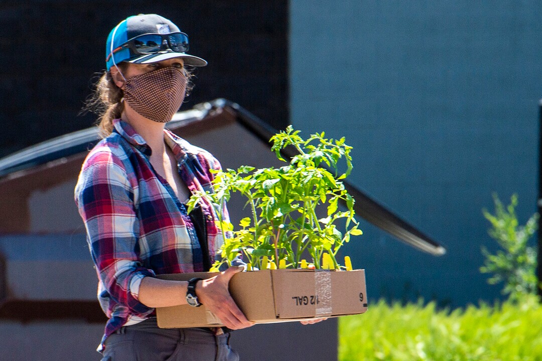 (Rick Egan  |  The Salt Lake Tribune)   Katie Dwyer brings some plants out to deliver to a customer in their car during the Wasatch Community Gardens 2020 Spring Plant Sale Fundraiser, Saturday May 9, 2020