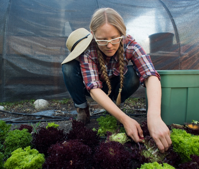 (Rick Egan  |  The Salt Lake Tribune)      Amanda Theobald, harvests lettuce at the Top Crops urban farm in her back yard, in Salt Lake City, Tuesday, June 5, 2018.


