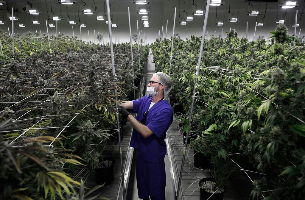 FILE - In this June 28, 2017, file photo, Alessandro Cesario, the director of cultivation, works with marijuana plants at the Desert Grown Farms cultivation facility in Las Vegas. A marijuana trade group says pot production, processing and sales could be a billion-dollar industry in Nevada by 2024. That's a key finding in an economic analysis released Friday, Oct. 26, 2018, by the Nevada Dispensary Association. It projects that pot-friendly policies in tourist-oriented Las Vegas and Reno could make Nevada one of the nation's largest marijuana marketplaces. State officials have reported almost $530 million in pot sales since July 1, 2017. (AP Photo/John Locher, File)