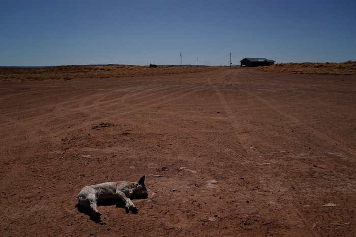 A sheep herding dog named "Red" rests in the morning sun before going out with the flock of Navajo rancher Leslie Dele outside Tuba City, Ariz., on the Navajo reservation on April 22, 2020. The reservation has some of the highest rates of coronavirus in the country. If Navajos are susceptible to the virus' spread in part because they are so closely knit, that's also how many believe they will beat it. (AP Photo/Carolyn Kaster)