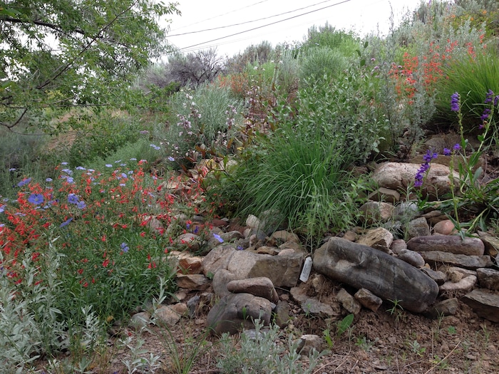 (Erin Alberty | The Salt Lake Tribune) Various penstemons bring color to the former backyard of reporter Erin Alberty on June 10, 2015 in Salt Lake City.  The plants helped to replace a carpet of invasive Myrtle Spurge.