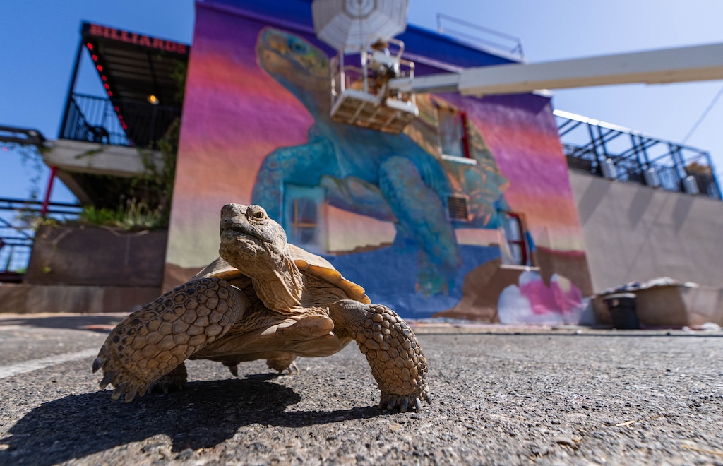 (Francisco Kjolseth | The Salt Lake Tribune) Red Cliffs Desert Reserve’s Mojave desert tortoise Goliath visits its likeness being painted in downtown St. George on Tuesday, June 11, 2024. Utah artist Chris Peterson is bringing colorful wildlife murals to communities across the state and highlighting environmental awareness as part of the Utah Wildlife Walls project.