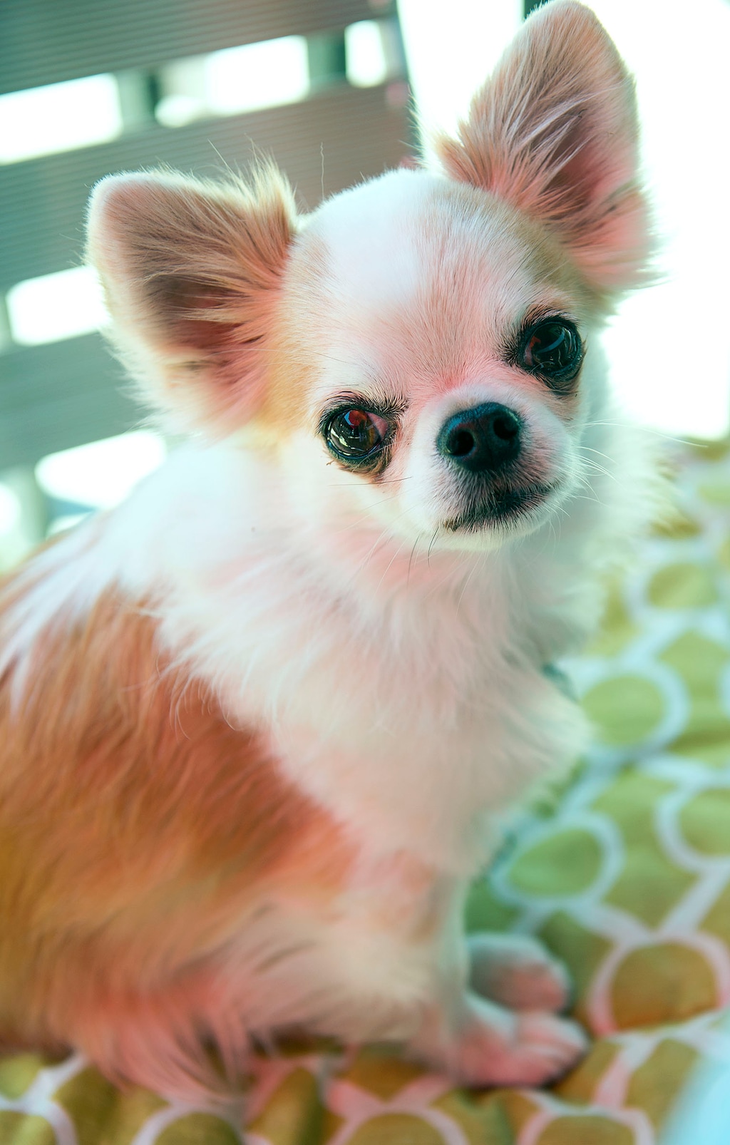 (Leah Hogsten | The Salt Lake Tribune) In this 2017 photo, Gonzalo, a long-haired Chihuahua, sits on the patio of Taqueria 27. So far this year, only 12 restaurants in Salt Lake County have received approval from the health department to have pups on the patio.