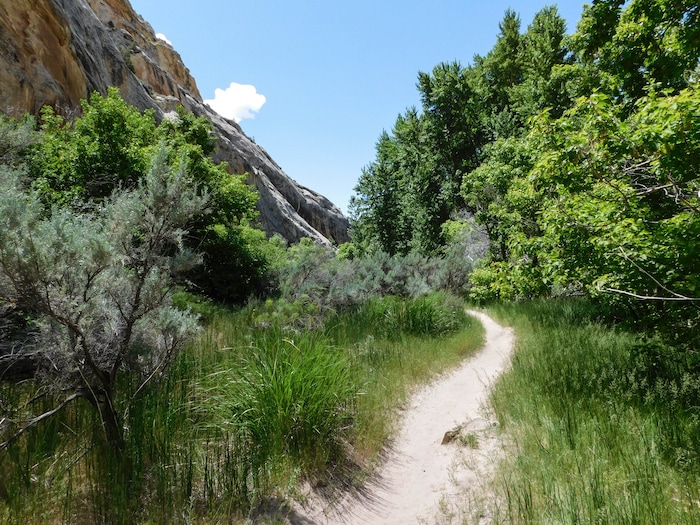 Erin Alberty  |  The Salt Lake TribuneLush green plants fill the floor of Box Canyon on May 29, 2017 in Dinosaur National Monument.
