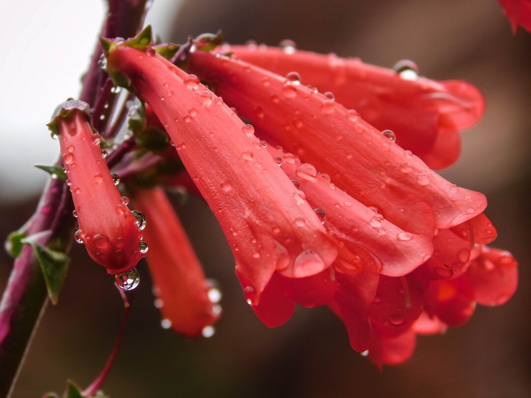 Erin Alberty  |  The Salt Lake TribunePenstemon blooms April 3 along the Red Reef Trail in the Red Cliffs Recreation Area west of Harrisburg.