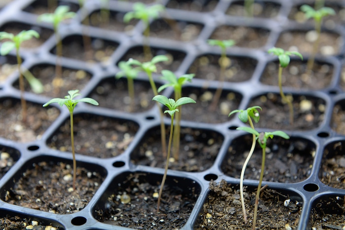 (Francisco Kjolseth  |  The Salt Lake Tribune)  Cotton seedlings sprout up in the research and development facility at Aqua-Yield, a new  company in Draper that uses nano technology to make fertilizers that it says are much more efficient for farmers to use.