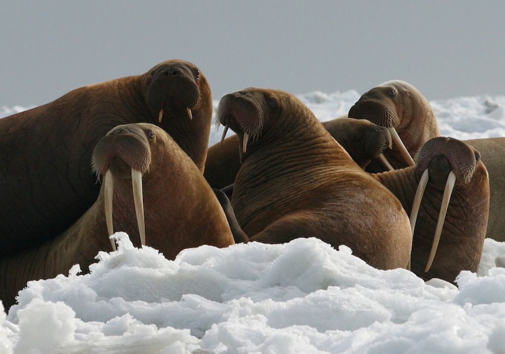 FILE - In this April 18, 2004, file photo provided by the U.S. Fish and Wildlife Service, Pacific walrus cows and yearlings rest on ice in Alaska. The Trump administration will not add Pacific walrus to the threatened species list. The U.S. Fish and Wildlife Service announced Wednesday, Oct. 4, 2017, that it can't say with certainty that walrus are likely to become endangered despite an extensive loss of Arctic sea ice due to global warming. (Joel Garlich-Miller/U.S. Fish and Wildlife Service via AP, File)