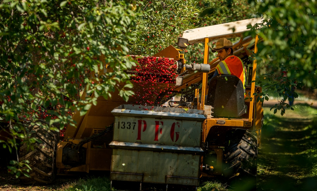 (Leah Hogsten  |  The Salt Lake Tribune)  Cherry Hill Farms employee Ignacio "Nacho" Guzman operates the "pan" machine at the Rowley family farm in Santaquin. Guzman collects the fallen cherries and transports them on a conveyor, where they fall into a bin of cold water in the cherry fields, Thursday, July 26, 2018.  Guzman and his coworkers work 24-hours a day for 3 weeks during the July harvest of the tart cherries.