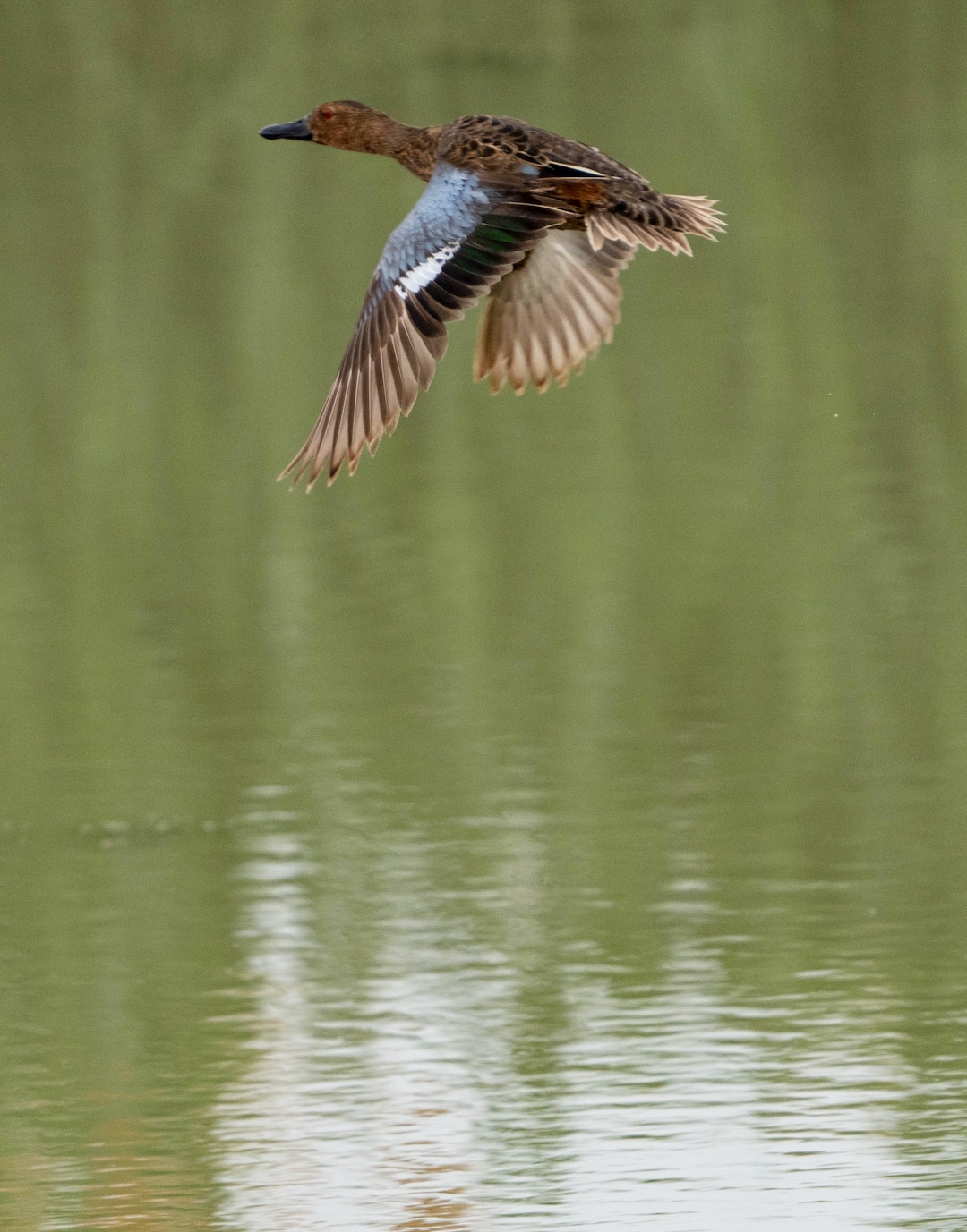 (Francisco Kjolseth | The Salt Lake Tribune) A cinnamon teal takes flight at Bear River Migratory Bird Refuge, a 74,000-acre nature reserve in the northern Great Salt Lake on Wednesday, June 23, 2021.