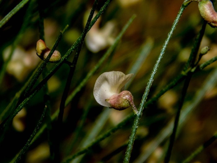 Erin Alberty  |  The Salt Lake TribuneLesser rushy milkvetch blooms along the Desert Voices trail May 27, 2017 at Dinosaur National Monument.