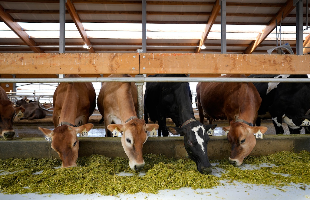 (Francisco Kjolseth | The Salt Lake Tribune) Ballerina Farm’s Dairy Farm in Kamas is a 328-acre farm with around 190 cows. The farm produces products like yogurt, soft serve, protein ice cream and different types of cheeses. Ballerina Farm issued a statement on Tuesday evening, clarifying that it stopped selling raw milk in August 2025.