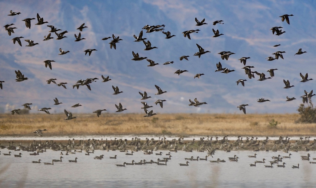 (Francisco Kjolseth | The Salt Lake Tribune) Thousands of birds fly over Kennecott’s Inland Sea Shorebirds Reserve and the adjacent Audubon’s Gillmor Sanctuary on the Great Salt Lake's South Shore on Tuesday, Oct. 11, 2022, near the new state prison.