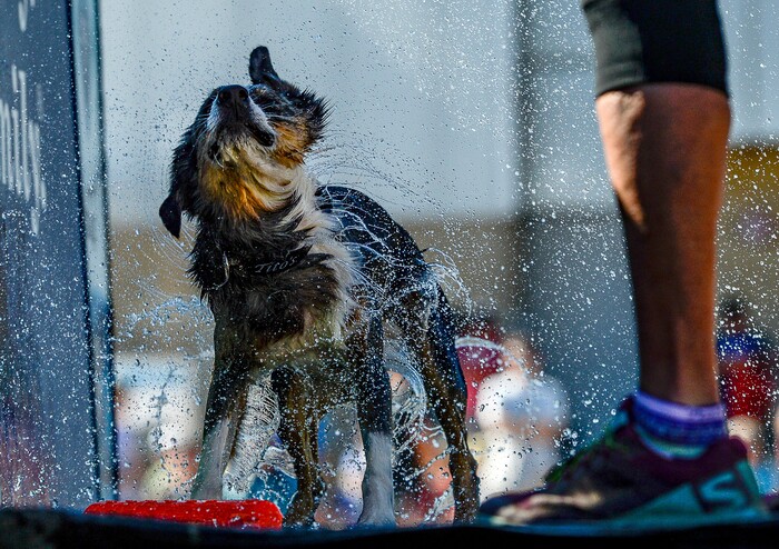 (Francisco Kjolseth | The Salt Lake Tribune) Paisley, a male Australian Shepherd turns on the spin dry after competing for distance into a pool of water during the DockDogs Big Air Wave competition as part of the annual Soldier Hollow Classic on Monday, Sept. 2, 2019.