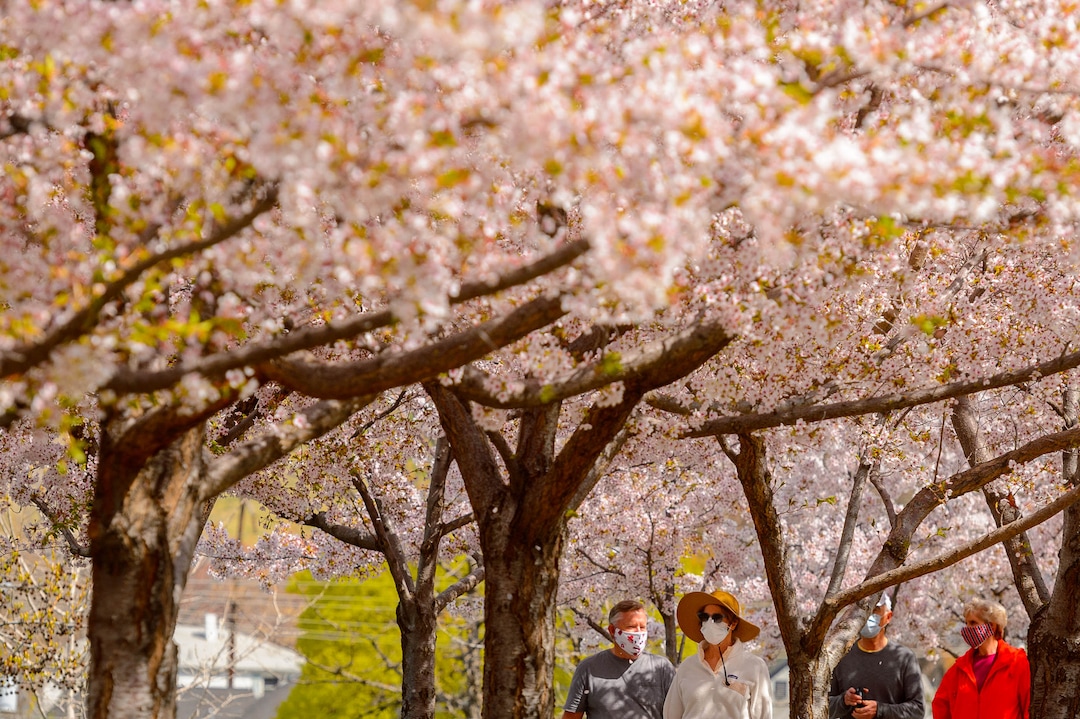 (Trent Nelson  |  The Salt Lake Tribune) People take in the cherry blossoms surrounding the state Capitol in Salt Lake City on Saturday, April 11, 2020.