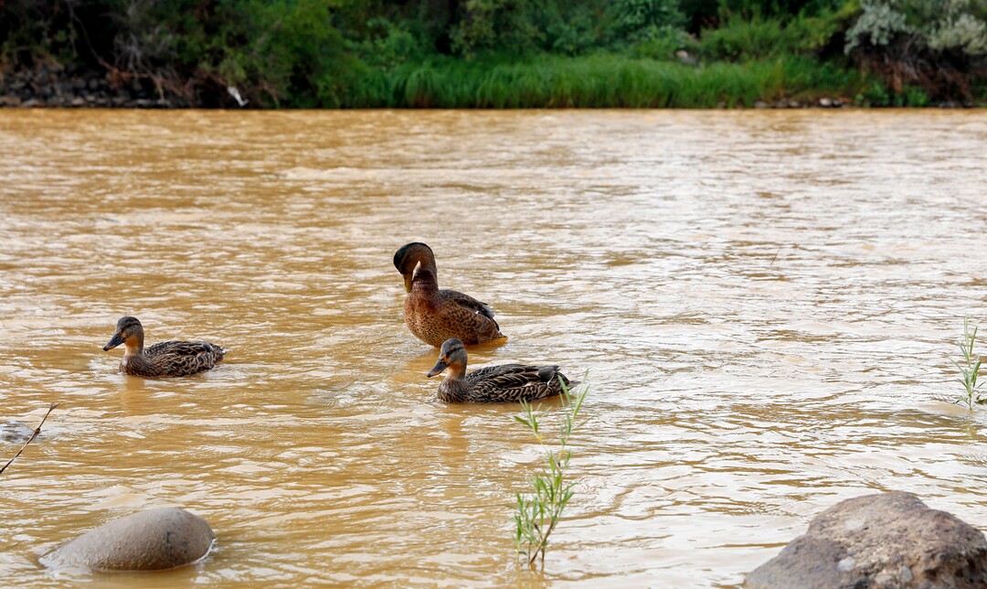 Ducks wade in the Animas River as orange sludge from a mine spill upstream flows past Berg Park in Farmington, N.M., Saturday, Aug. 8, 2015. About 1 million gallons of wastewater from Colorado's Gold King Mine began spilling into the Animas River on Wednesday when a cleanup crew supervised by the Environmental Protection Agency accidentally breached a debris dam that had formed inside the mine. The mine has been inactive since 1923( Alexa Rogals/The Daily Times via AP)