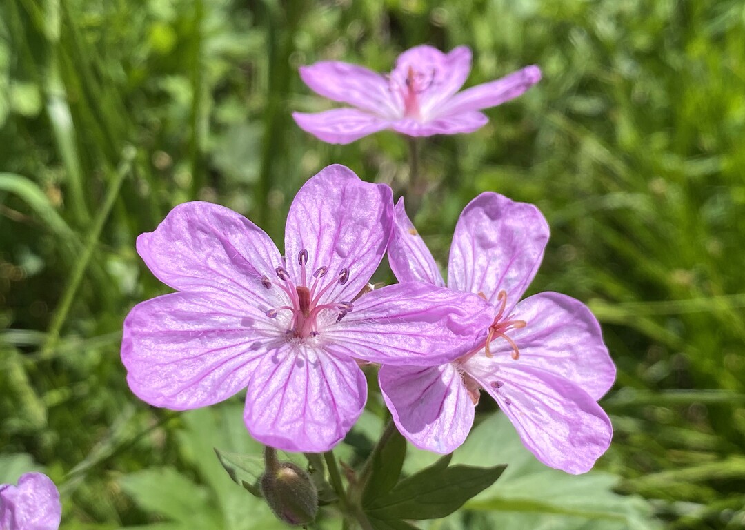 (Rick Egan | The Salt Lake Tribune) Wild flowers on the Willow Heights bench hike in Big Cottonwood Canyon, on Wednesday, June 16, 2021.