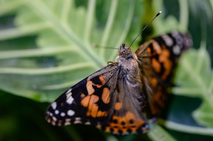 (Francisco Kjolseth  |  The Salt Lake Tribune)  The Loveland Living Planet Aquarium gets ready to put on display 650 Painted Lady butterflies as part of their Journey to South America gallery which opens to the public on Friday. In the Spring they plan to add more species to the exhibit.
