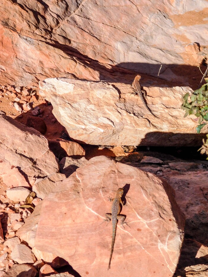 Erin Alberty  |  The Salt Lake Tribune

Two lizards sun themselves near the Sand Cove campground April 1, 2017 in the Red Cliffs Desert Reserve near Leeds.