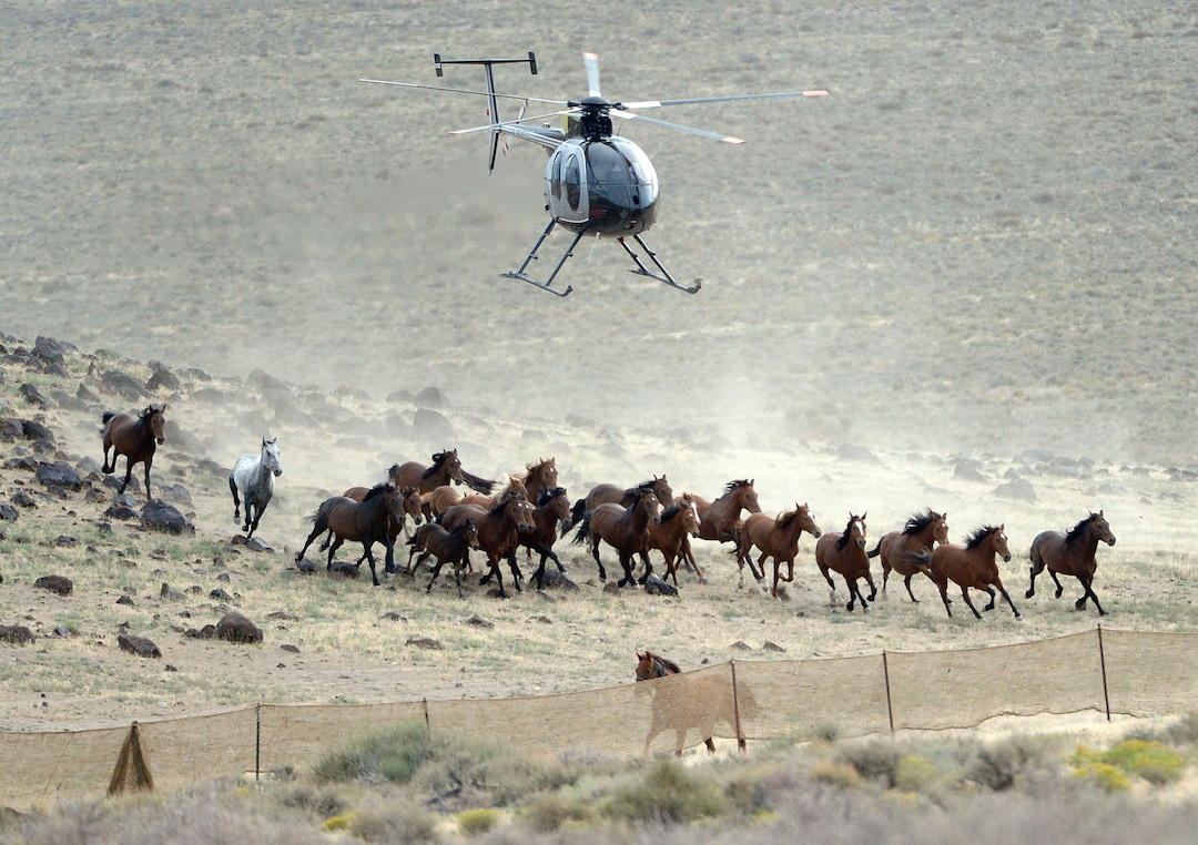 (Al Hartmann  |  Tribune file photo)   The BLM used helicopters to steer wild horses into holding pens last July in an effort to remove the animals from state trust lands at Blawn Wash, about 35 miles southwest of Milford.