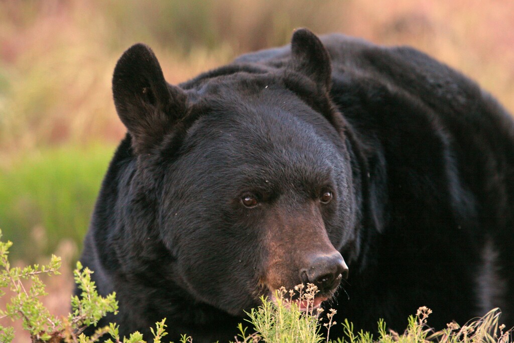 (Courtesy Utah Division of Wildlife Resources) The number of black bears is growing in Utah.