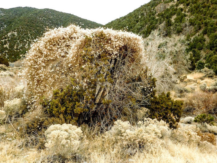 (Erin Alberty | The Salt Lake Tribune) Virgin's bower and rabbitbrush put on a year-end show of plumes outside Ophir town Nov. 20, 2017 in Tooele County.