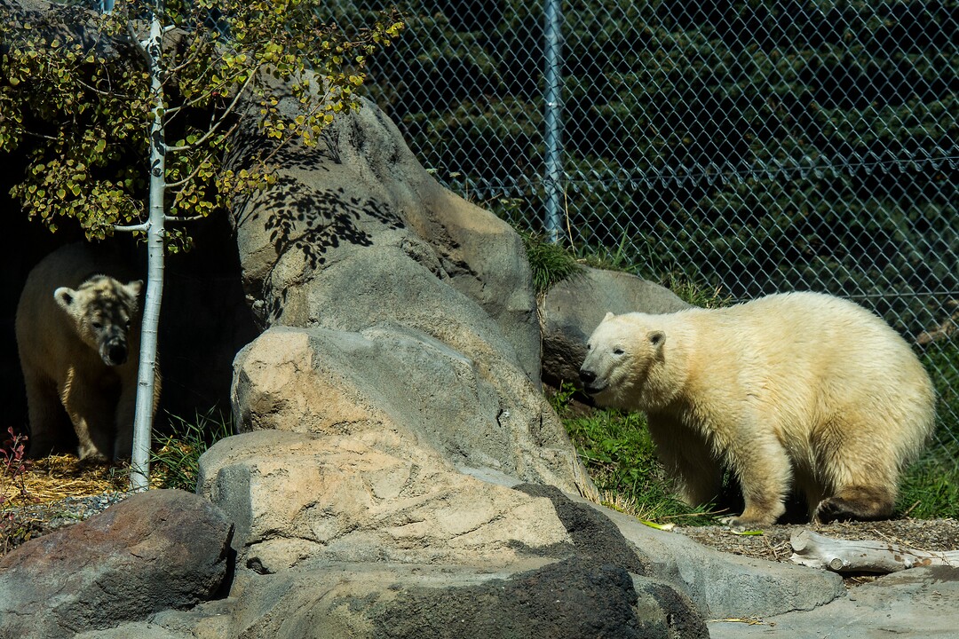 (Chris Detrick  |  The Salt Lake Tribune) Polar Bears Hope and Nora at Utah's Hogle Zoo Tuesday, October 10, 2017.
