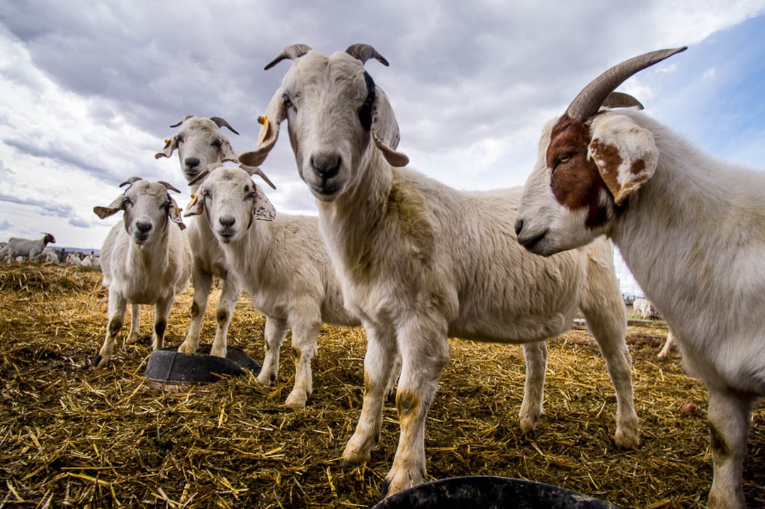 (Trent Nelson | The Salt Lake Tribune)
The East African Refugee Goat Project, Saturday March 24, 2018.