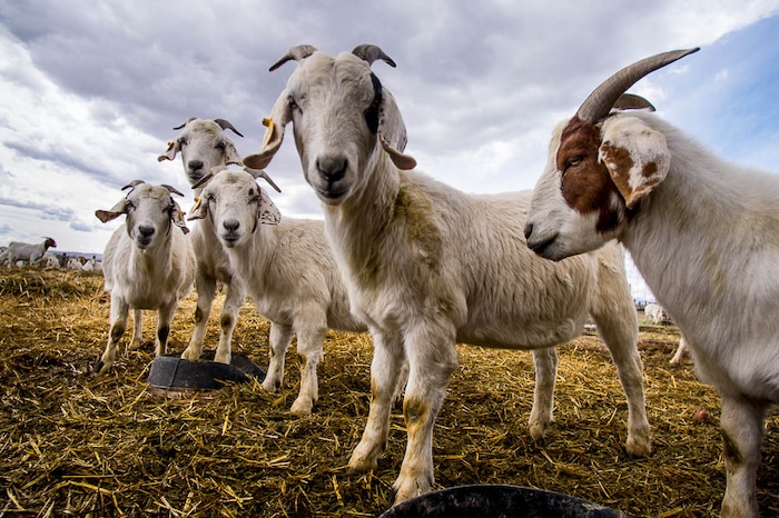 (Trent Nelson | The Salt Lake Tribune)
The East African Refugee Goat Project, Saturday March 24, 2018.