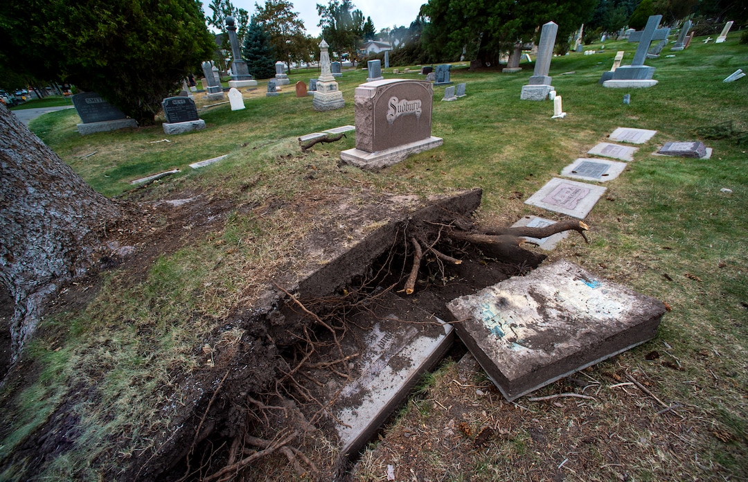 (Rick Egan  |  The Salt Lake Tribune)    Hundreds of headstones in the Salt Lake City Cemetery were damages in the recent wind storm, Friday, Sept. 18, 2020.